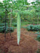 Snake gourd Seeds (Asian Vegetable) Buag Ngu,or  Naga , Asian Vegetable - Caribbean garden seed