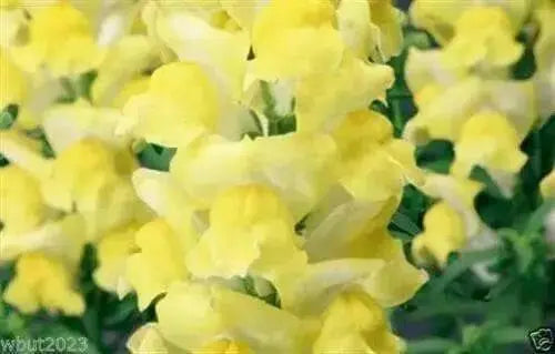Snapdragon 'Arrow Yellow' 200 flowers Seeds.