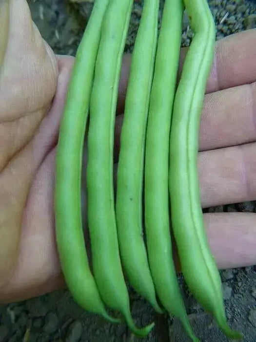 Slenderette Bush Bean Seeds, Stringless annual. Maturity 55 days - Caribbean garden seed