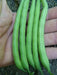 Slenderette Bush Bean Seeds, Stringless annual. Maturity 55 days - Caribbean garden seed