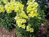 Snapdragon 'Arrow Yellow' 200 flowers Seeds.