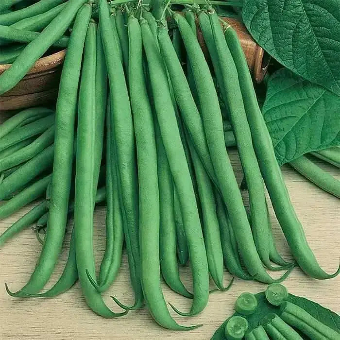 Slenderette Bush Bean Seeds, Stringless annual. Maturity 55 days - Caribbean garden seed