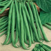 Slenderette Bush Bean Seeds, Stringless annual. Maturity 55 days - Caribbean garden seed