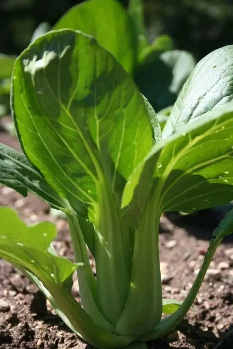 Shanghai pak CHOI SEEDS (Green Stem)  Asian vegetables - Caribbean garden seed