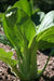 Shanghai pak CHOI SEEDS (Green Stem)  Asian vegetables - Caribbean garden seed