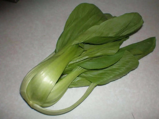 Shanghai pak CHOI SEEDS (Green Stem)  Asian vegetables - Caribbean garden seed