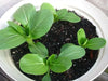 Shanghai pak CHOI SEEDS (Green Stem)  Asian vegetables - Caribbean garden seed