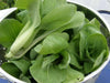 Shanghai pak CHOI SEEDS (Green Stem)  Asian vegetables - Caribbean garden seed
