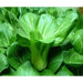Shanghai pak CHOI SEEDS (Green Stem)  Asian vegetables - Caribbean garden seed