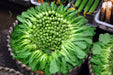 Shanghai pak CHOI SEEDS (Green Stem)  Asian vegetables - Caribbean garden seed