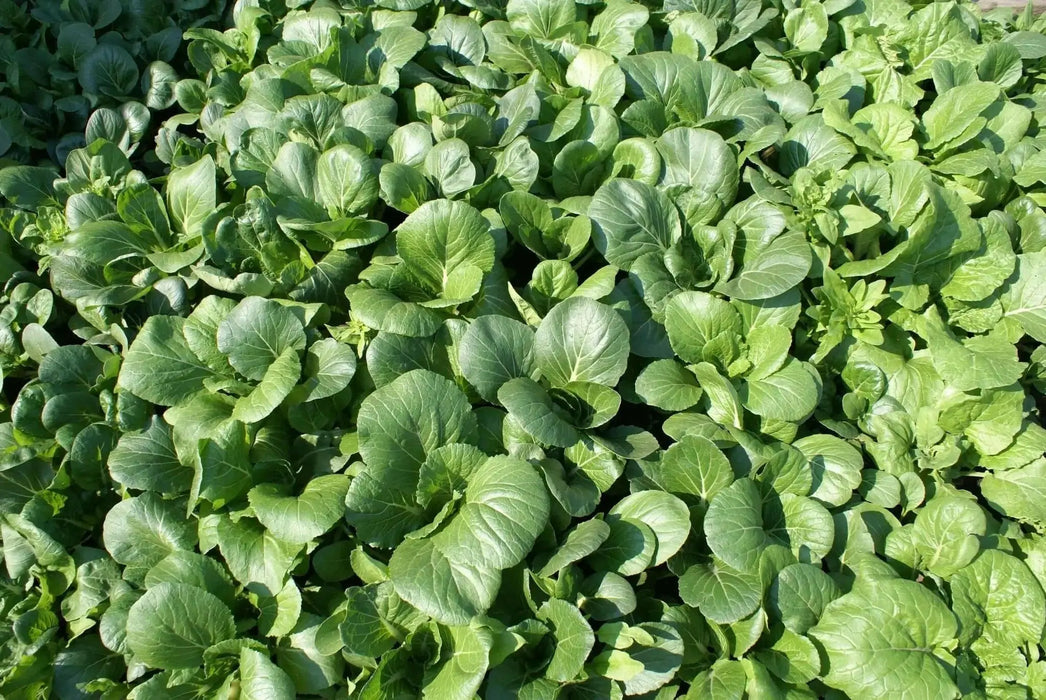 Shanghai pak CHOI SEEDS (Green Stem)  Asian vegetables - Caribbean garden seed