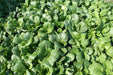 Shanghai pak CHOI SEEDS (Green Stem)  Asian vegetables - Caribbean garden seed
