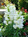 Snapdragon Flowers Seeds ( Snowflake) - Caribbean garden seed