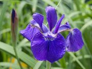 Siberian Iris Blue King ('Bareroot) Bloom,Early and mid-spring, Perennial - Caribbean garden seed
