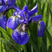 Siberian Iris Blue King ('Bareroot) Bloom,Early and mid-spring, Perennial - Caribbean garden seed