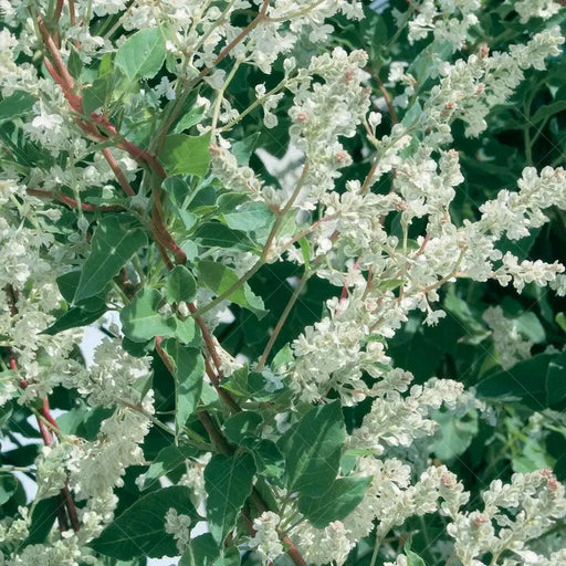 Silver Lace Vine ,Starter Plant , creamy white flowers - Caribbean garden seed
