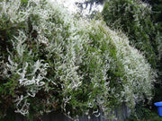 Silver Lace Vine ,Starter Plant , creamy white flowers - Caribbean garden seed