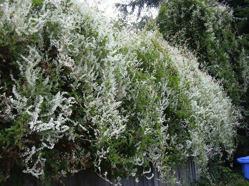 Silver Lace Vine ,Starter Plant , creamy white flowers - Caribbean garden seed