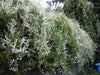 Silver Lace Vine ,Starter Plant , creamy white flowers - Caribbean garden seed
