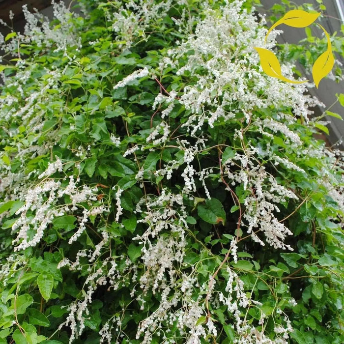 Silver Lace Vine ,Starter Plant , creamy white flowers - Caribbean garden seed
