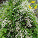 Silver Lace Vine ,Starter Plant , creamy white flowers - Caribbean garden seed