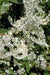 Silver Lace Vine ,Starter Plant , creamy white flowers - Caribbean garden seed