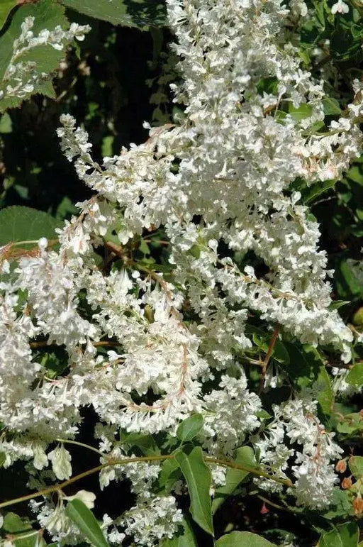 Silver Lace Vine ,Starter Plant , creamy white flowers - Caribbean garden seed