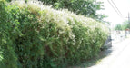 Silver Lace Vine ,Starter Plant , creamy white flowers - Caribbean garden seed