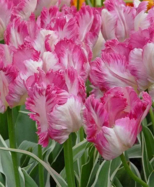 SILVER Parrot,,Tulip BULBS ,Fall Planting ,.Shipping now! - Caribbean garden seed