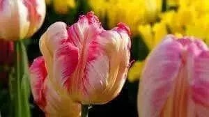 SILVER Parrot,,Tulip BULBS ,Fall Planting ,.Shipping now! - Caribbean garden seed