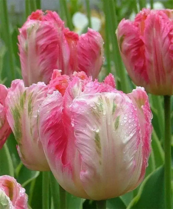 SILVER Parrot,,Tulip BULBS ,Fall Planting ,.Shipping now! - Caribbean garden seed