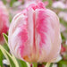 SILVER Parrot,,Tulip BULBS ,Fall Planting ,.Shipping now! - Caribbean garden seed