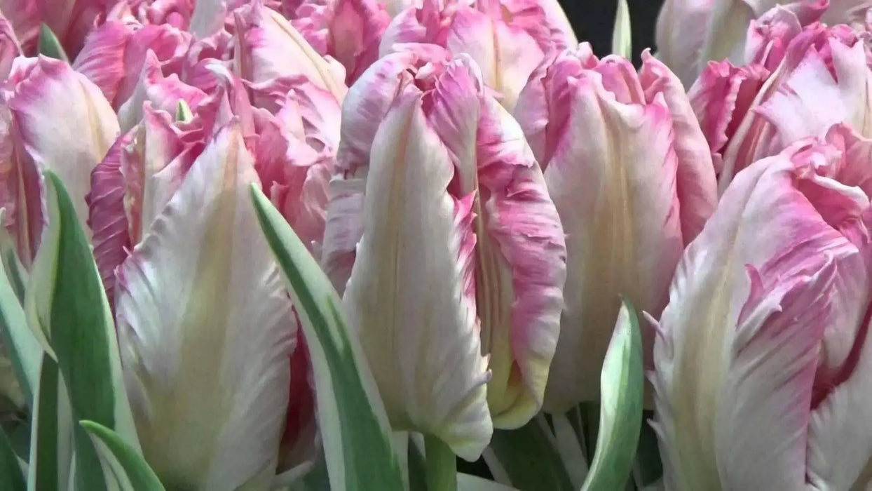SILVER Parrot,,Tulip BULBS ,Fall Planting ,.Shipping now! - Caribbean garden seed