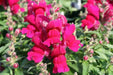 Snapdragon Seeds - Montego Rose -Bloom all Summer, Perennial ! - Caribbean garden seed