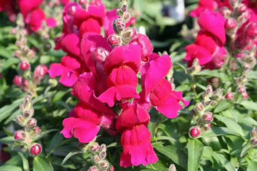 Snapdragon Seeds - Montego Rose -Bloom all Summer, Perennial ! - Caribbean garden seed