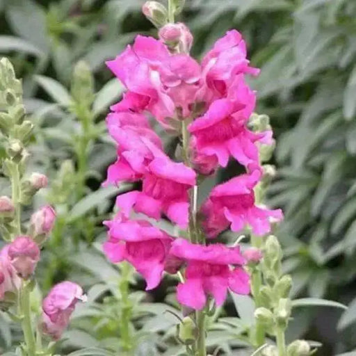 Snapdragon Seeds - Montego Rose -Bloom all Summer, Perennial ! - Caribbean garden seed