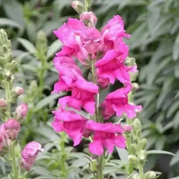 Snapdragon Seeds - Montego Rose -Bloom all Summer, Perennial ! - Caribbean garden seed