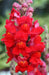 Snapdragon flowers Seeds - Scarlet Giant - Caribbean garden seed