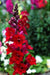 Snapdragon flowers Seeds - Scarlet Giant - Caribbean garden seed