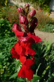 Snapdragon flowers Seeds - Scarlet Giant - Caribbean garden seed