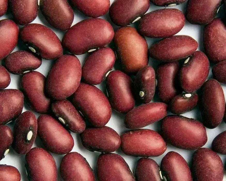Small Red Bean Seeds ,(BUSH)  Salvadorian Red Bean - Caribbean garden seed