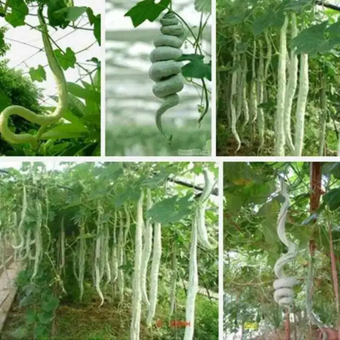 Snake gourd Viper , gourd Seeds , Asian Vegetable - Caribbean garden seed