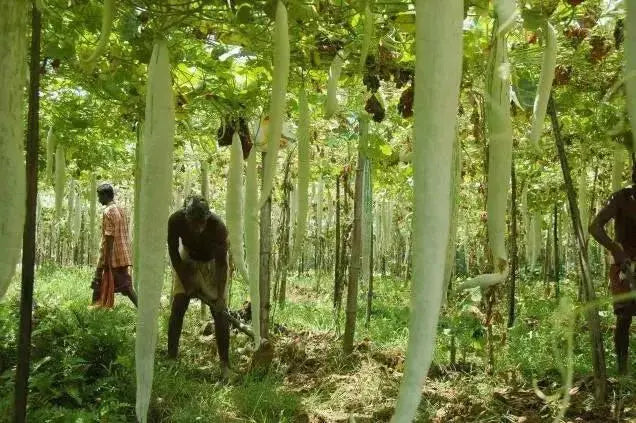 Snake gourd Viper , gourd Seeds , Asian Vegetable - Caribbean garden seed