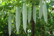 Snake gourd Viper , gourd Seeds , Asian Vegetable - Caribbean garden seed