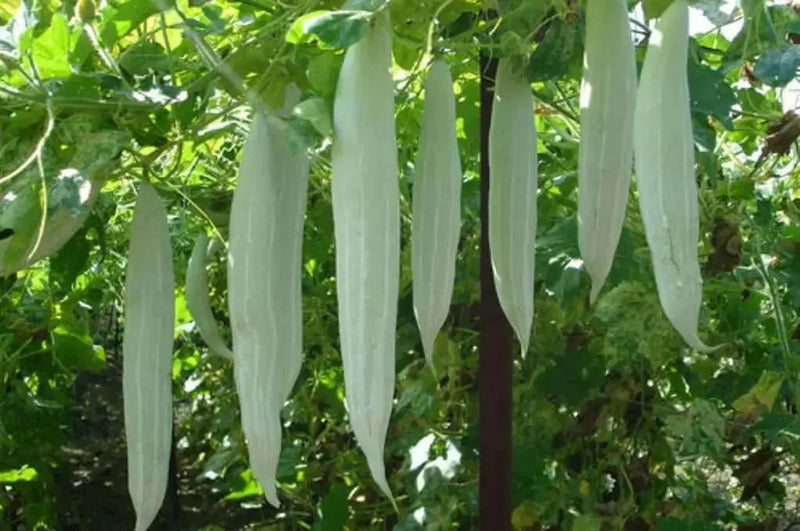 Snake gourd Viper , gourd Seeds , Asian Vegetable - Caribbean garden seed