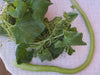 Snake gourd Viper , gourd Seeds , Asian Vegetable - Caribbean garden seed