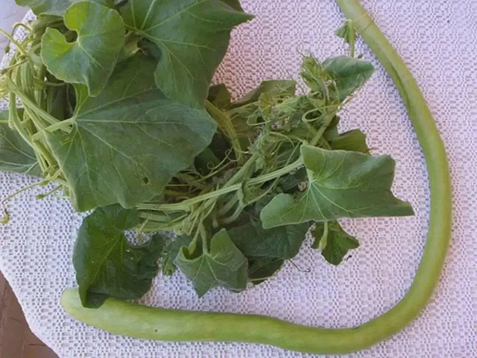 Snake gourd Viper , gourd Seeds , Asian Vegetable - Caribbean garden seed