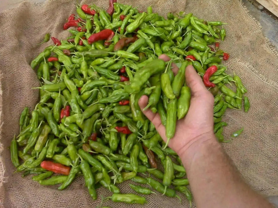 Shishito Sweet Pepper Seeds, Capsicum annum Asian Vegetable - Caribbean garden seed