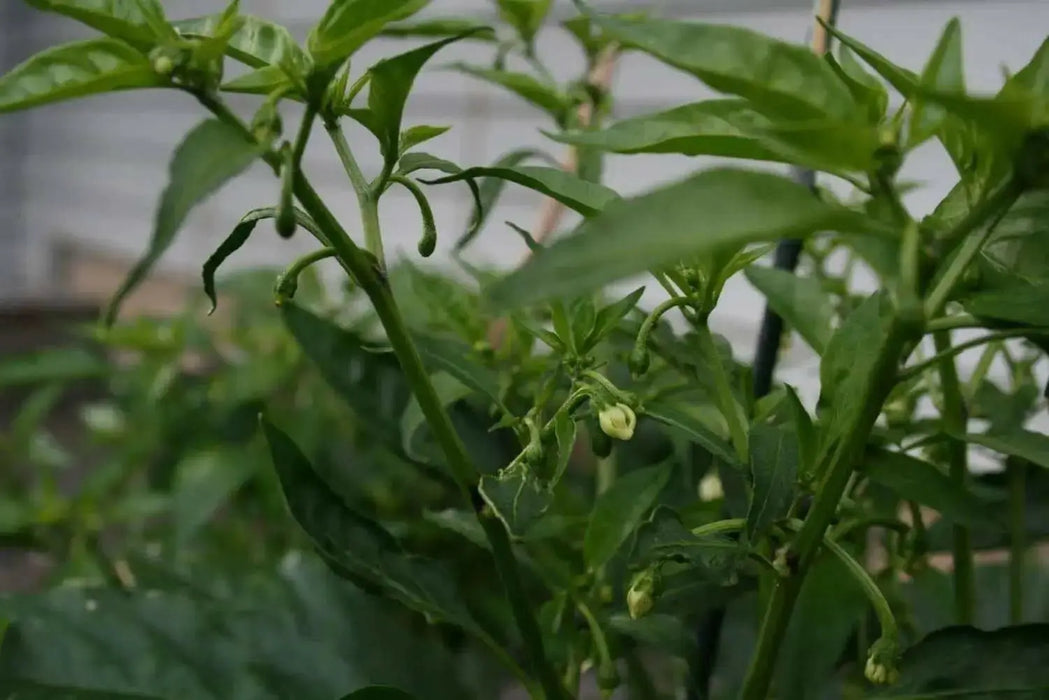 Shishito Sweet Pepper Seeds, Capsicum annum Asian Vegetable - Caribbean garden seed