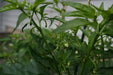 Shishito Sweet Pepper Seeds, Capsicum annum Asian Vegetable - Caribbean garden seed